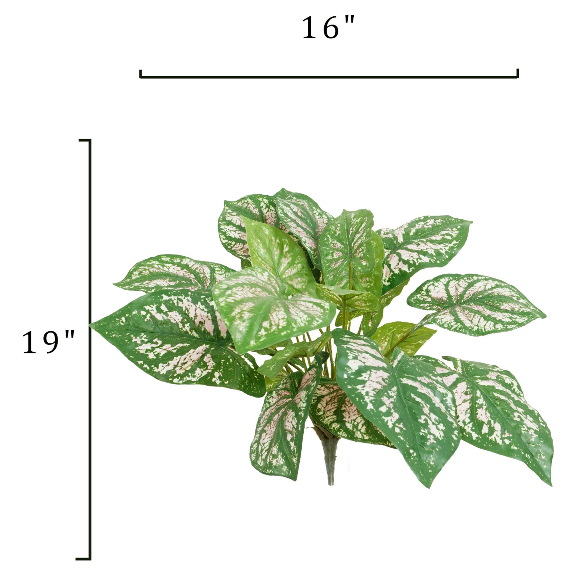 19" Green Caladium Bush by Ashland®